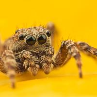 Jumping Spider - Sitticus pubescens 2 